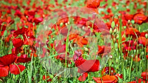 Field of blossoming poppies, some movement