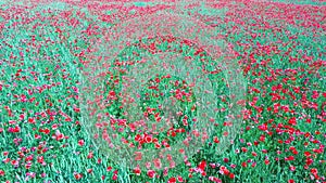 Field of Blossoming Red Poppies. Nature Green Summer Landscape Meadow.