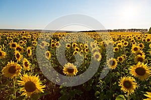 Field of blossoming sunflowers