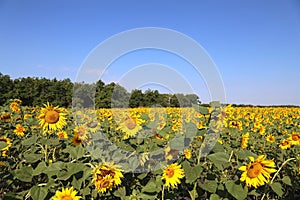 Field of blossoming sunflowers in the summer against the blue sky