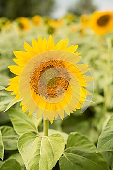 Field of blossoming yellow sunflowers