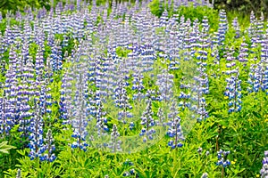 Field of Blue Alaskan lupins lupinus nootkatensis