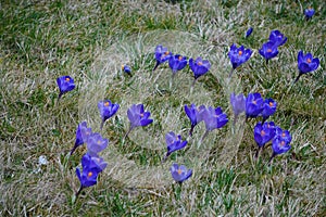 Field of blue bright spring crocuses among yellowed grass. Early flowers, Sunny and warm mood