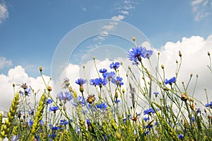 Field from blue cornflower