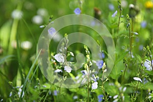 A field of blue flax blossoms at spring witn natural sunlights photo