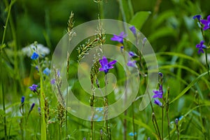 Field blue flowers photo
