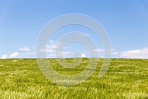 Field with blue horizon and Copy Space