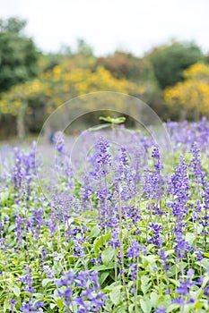 Field of Blue salvia flowers.selective focus