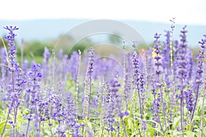 Field of Blue salvia flowers.selective focus