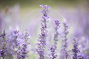 Field of Blue salvia flowers.selective focus