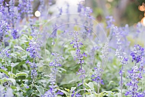 Field of Blue salvia flowers.selective focus