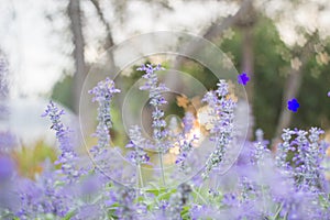 Field of Blue salvia flowers.selective focus