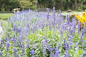 Field of Blue salvia flowers.selective focus