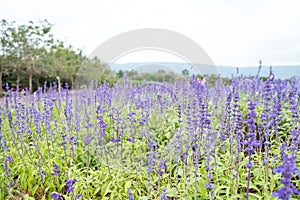 Field of Blue salvia flowers.selective focus