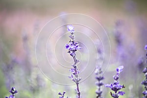 Field of Blue salvia flowers.selective focus