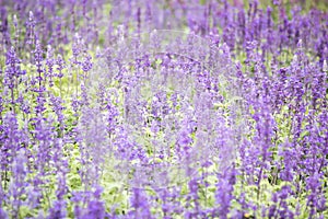 Field of Blue salvia flowers.selective focus