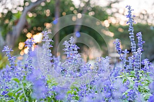 Field of Blue salvia flowers.selective focus