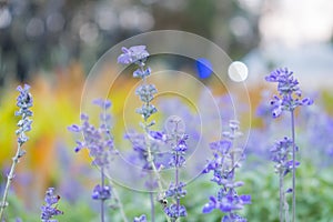 Field of Blue salvia flowers.selective focus