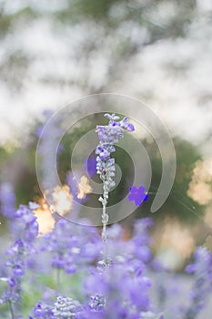 Field of Blue salvia flowers.selective focus