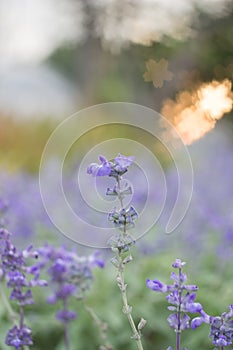 Field of Blue salvia flowers.selective focus