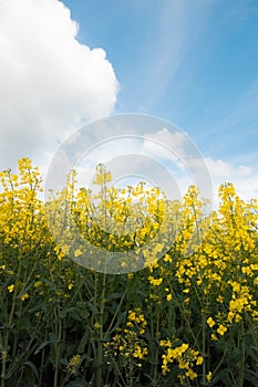 Field with blue Sky