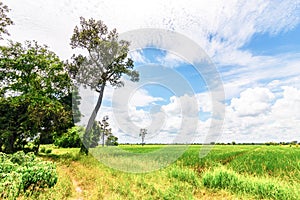Field and sky to be landscape. blue sky and nice cloud. The field is agriculture. Big tree near the field.