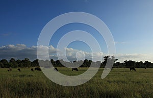 Field of Blue Wildebeest