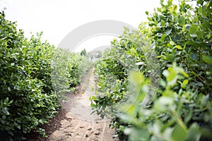 Field of blueberries at a farm