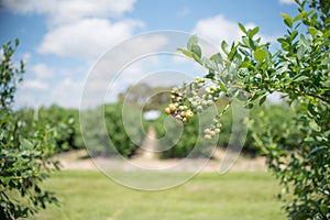 Field of blueberries at a farm