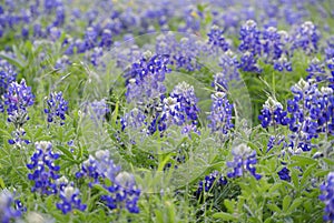 Field of Bluebonnets