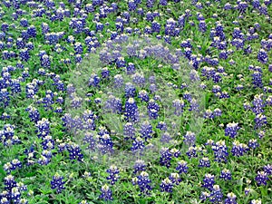 Field of Bluebonnets