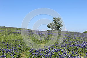 Field of Bluebonnets