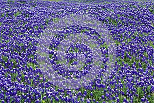 Field of bluebonnets in bloom Spring Willow City Loop Rd. TX