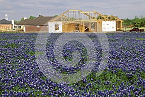 Field of bluebonnets in bloom Spring Willow City Loop Rd. TX photo