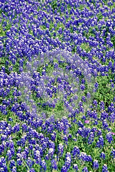 Field of bluebonnets in bloom Spring Willow City Loop Rd. TX photo