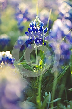 Field with Bluebonnets flowers and green grass in the afternoon