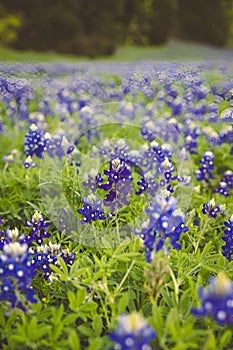 Field with Bluebonnets flowers and green grass in the afternoon