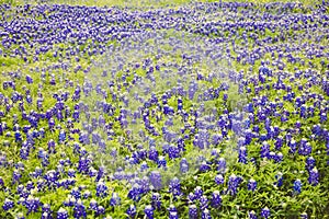 Field with Bluebonnets flowers and green grass in the afternoon