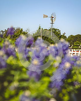 Field with Bluebonnets flowers and green grass in the afternoon