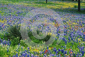 Field of Bluebonnets and Paintbrush