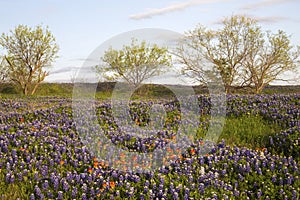 Field of Bluebonnets and Paintbrush, Mach Road, Near Ennis, Texas