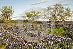 Field of Bluebonnets and Paintbrush, Mach Road, Near Ennis, Texas