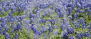 Field of Bluebonnets in Texas