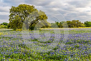 Field of bluebonnets and Texas wildflowers