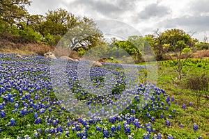 Field of Bluebonnets under the old oak tree