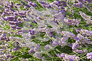 Field of blurred French lilac purple fragrant Lavender, Lavandula angustifolia or Lavandula officinalis