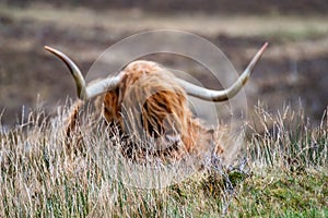 Field with blurry hairy Scottish Highlander in the background- Highland cattle - next to the road, Isle of Skye