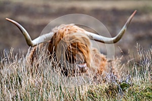 Field with blurry hairy Scottish Highlander in the background- Highland cattle - next to the road, Isle of Skye