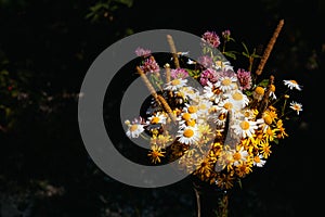 Field bouquet of daisies, clover, small yellow flowers and various grasses on a black background