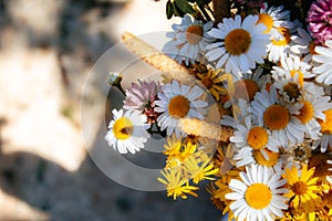 Field bouquet of daisies, clover, small yellow flowers and various grasses on a black background